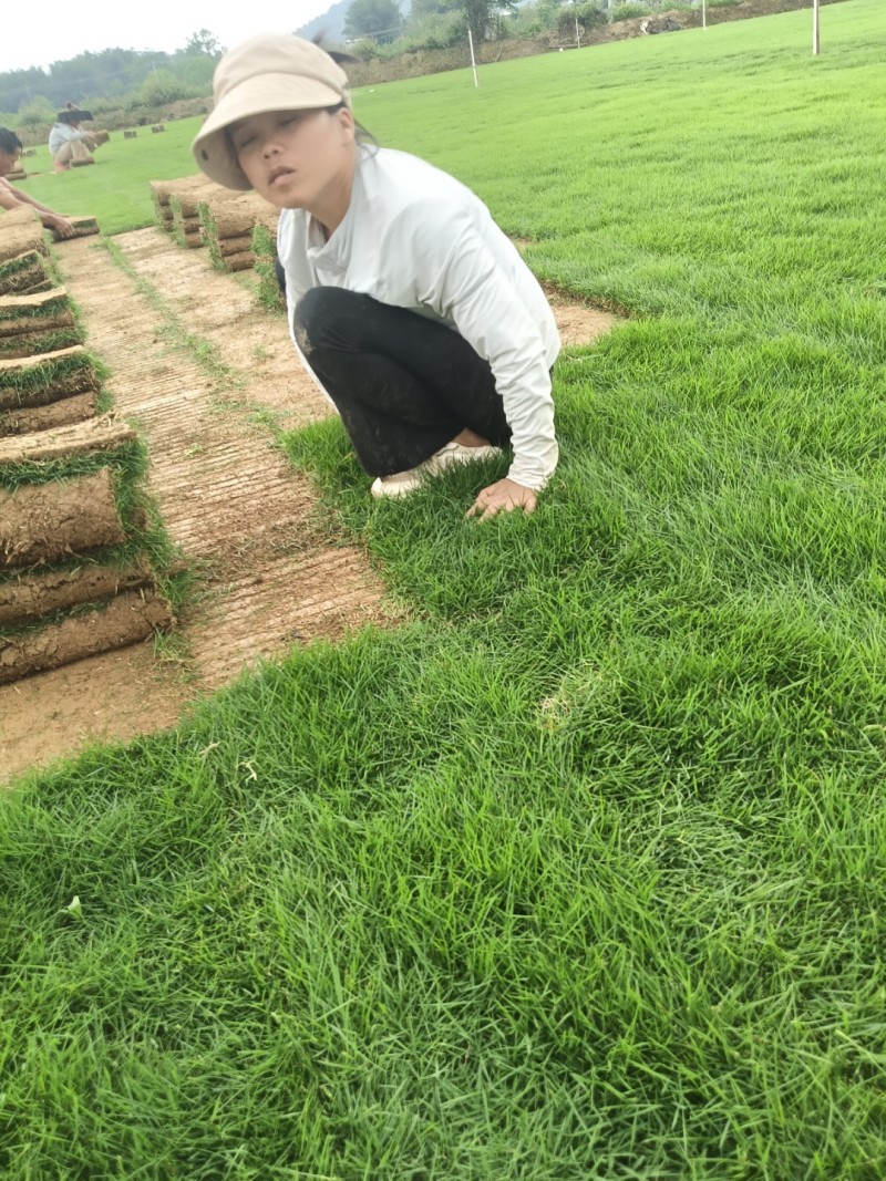 草皮