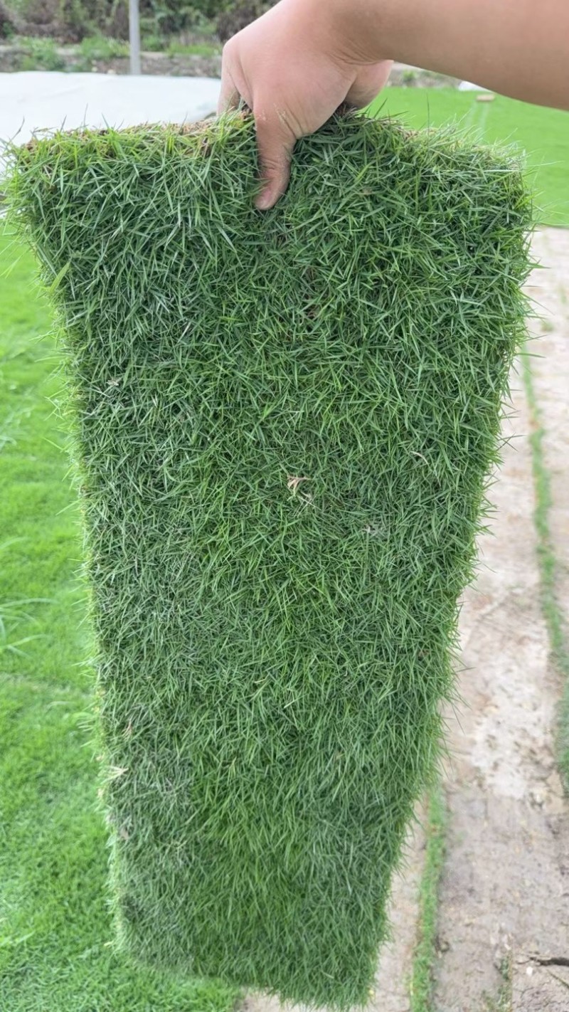 草皮
