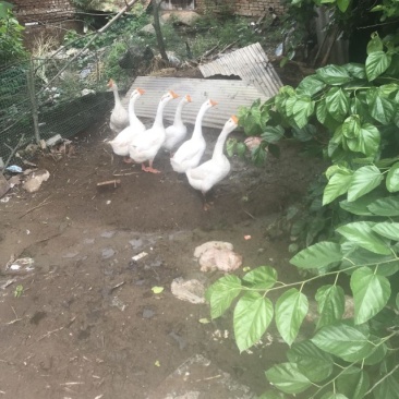 白鹅成年大公鹅，每只约十斤，养了一年多