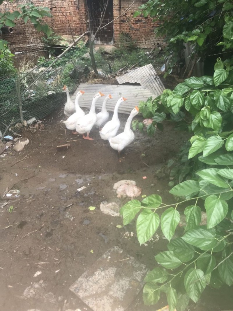 白鹅成年大公鹅，每只约十斤，养了一年多