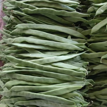 扁豆统货