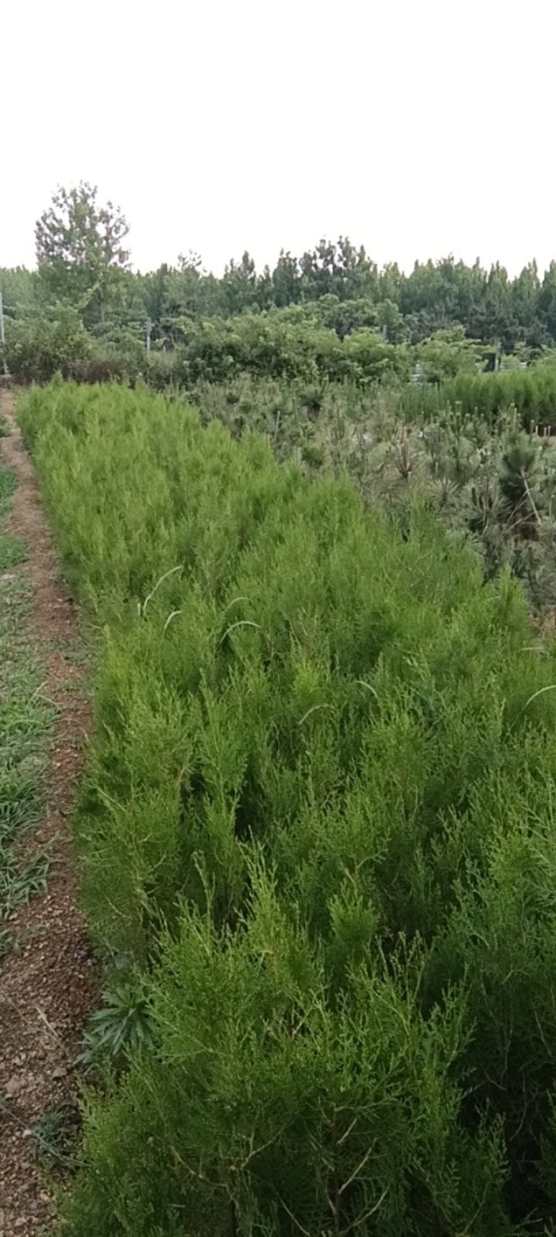 黑松60,120,150