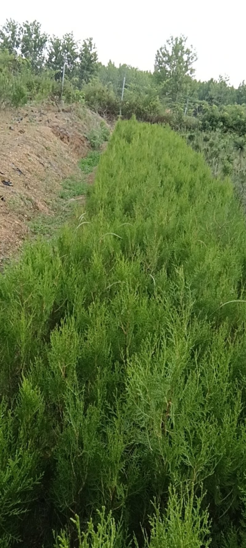 黑松60,120,150
