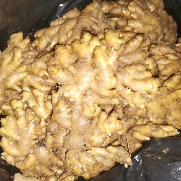 生姜