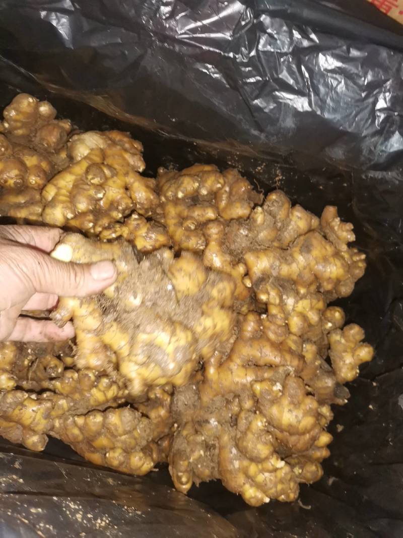 生姜