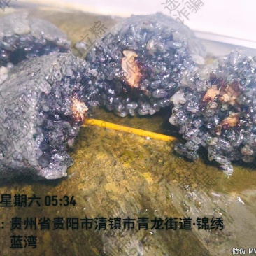 粽子新鲜现包，220克/个，多种口味可选（鲜肉粽、独立包
