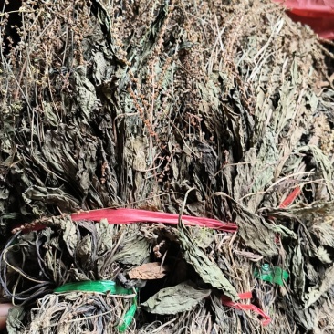 车前草