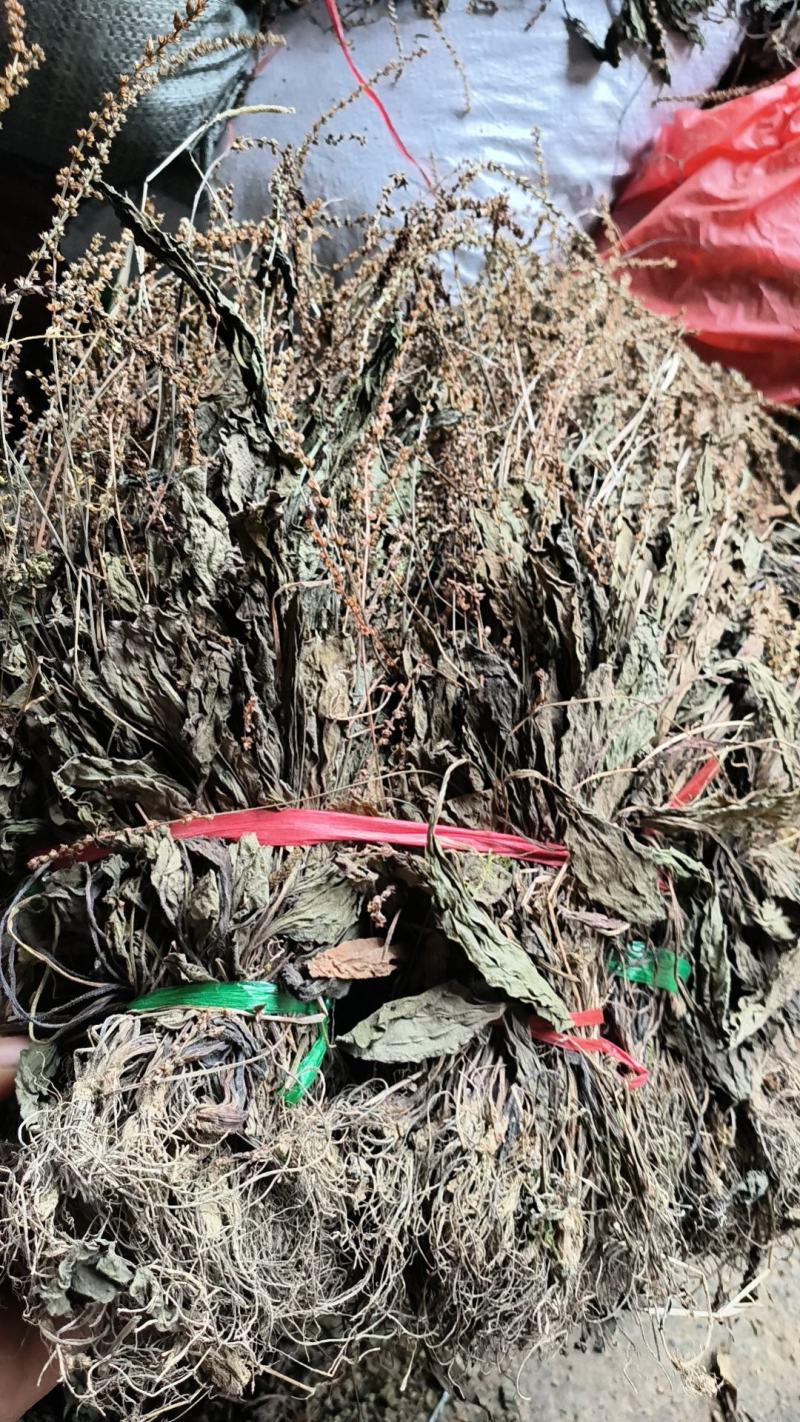 车前草