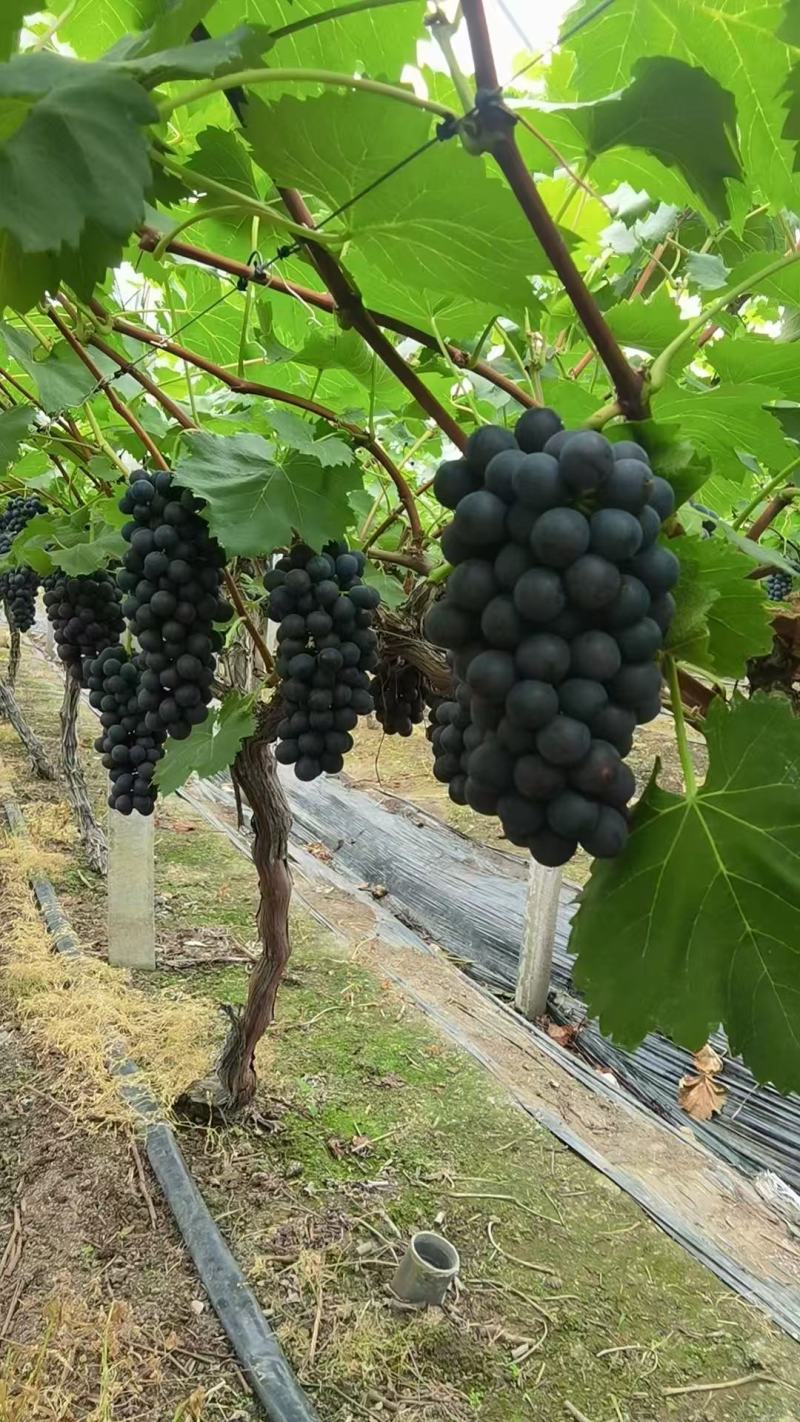 夏黑葡萄单果1~3斤