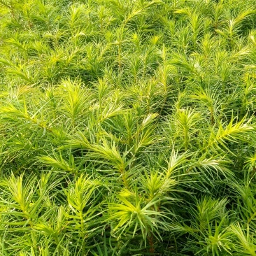 杉树苗20～40公分