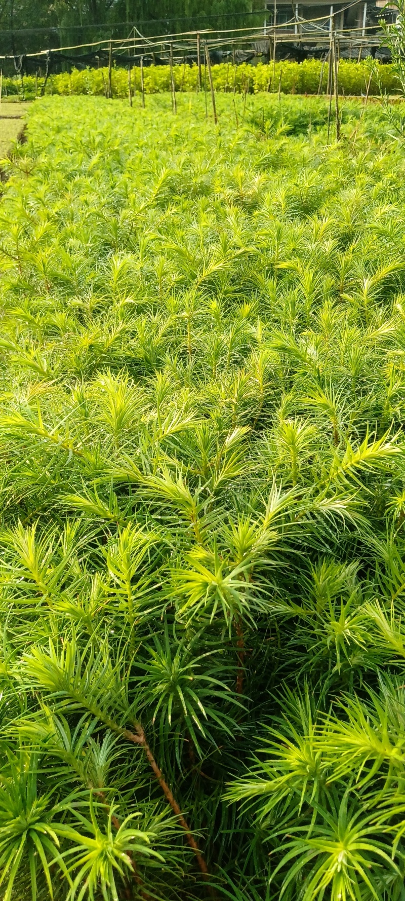 杉树苗20～40公分