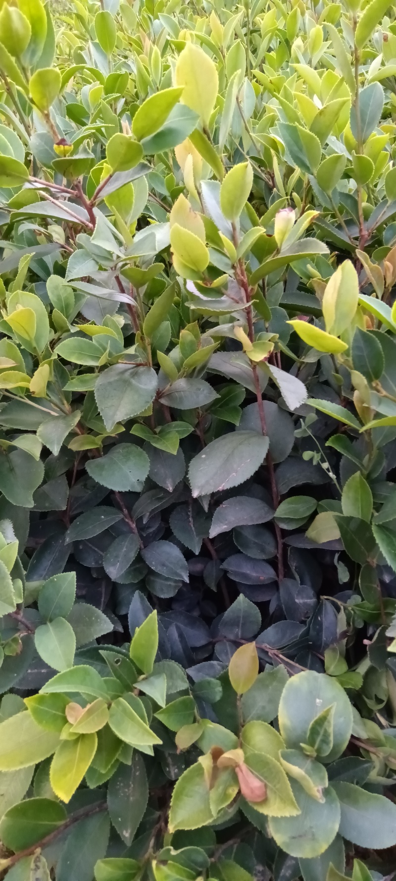 精品油茶苗成活率很高