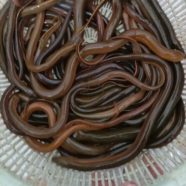 黄鳝