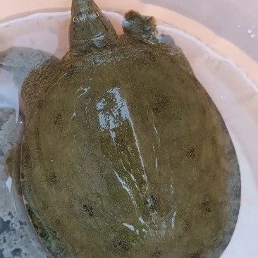 鳖