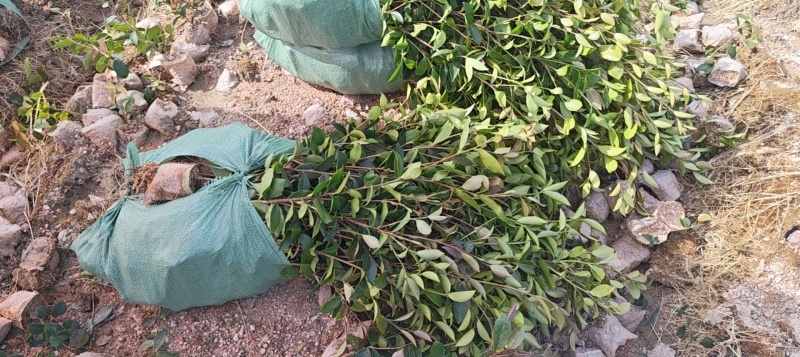 油茶苗