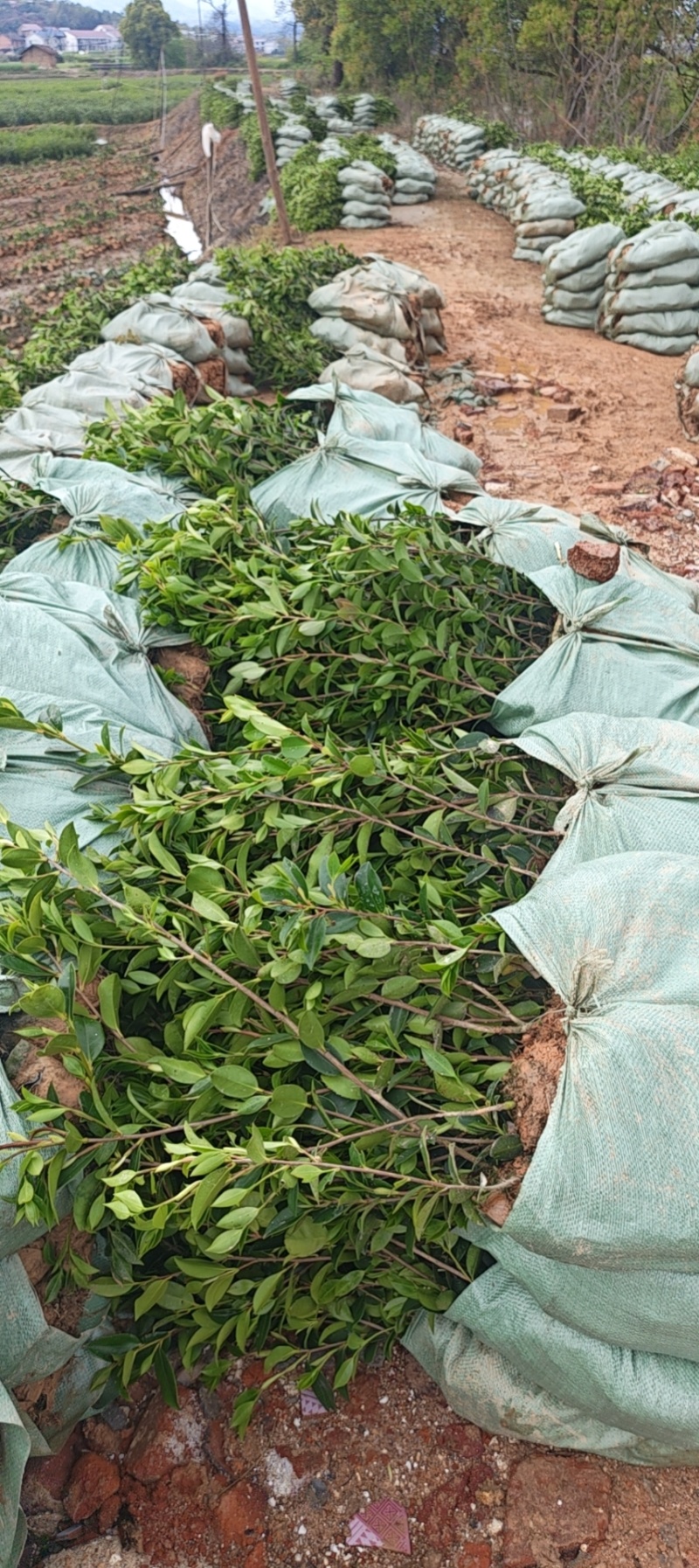 油茶苗