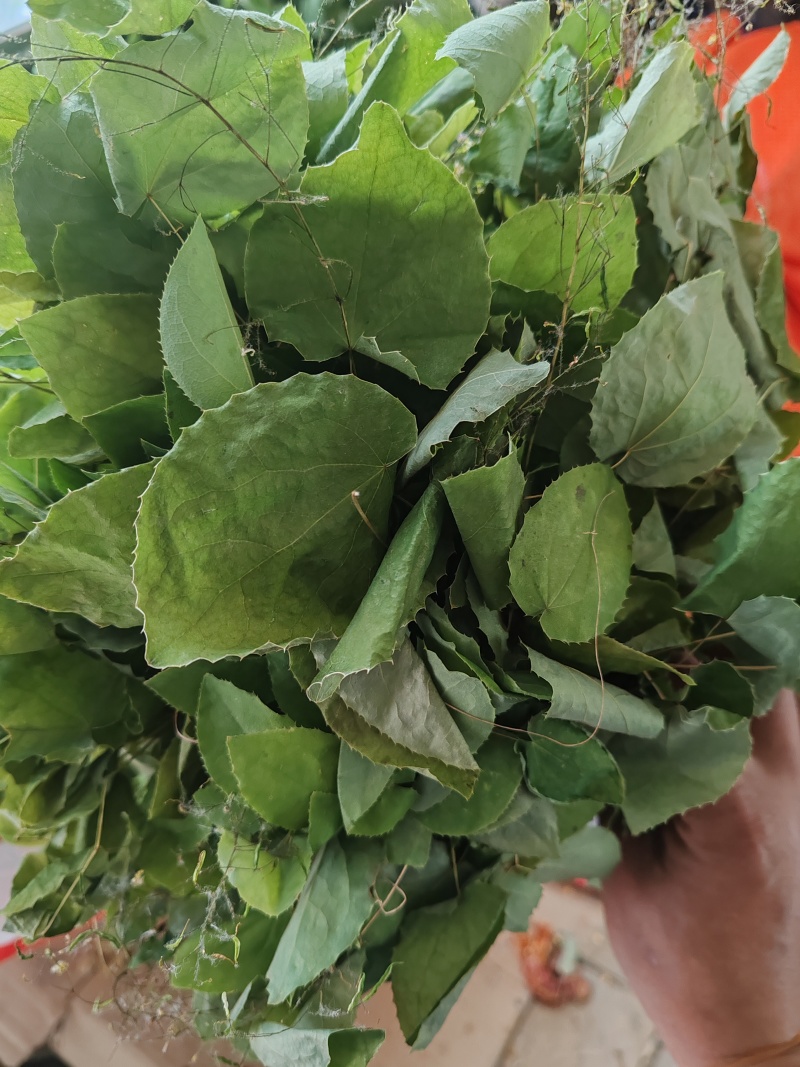 淫羊藿纯叶，高含量