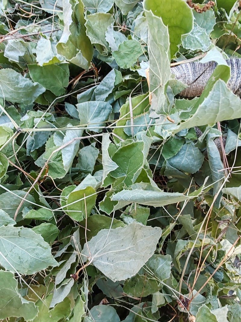 淫羊藿纯叶，高含量