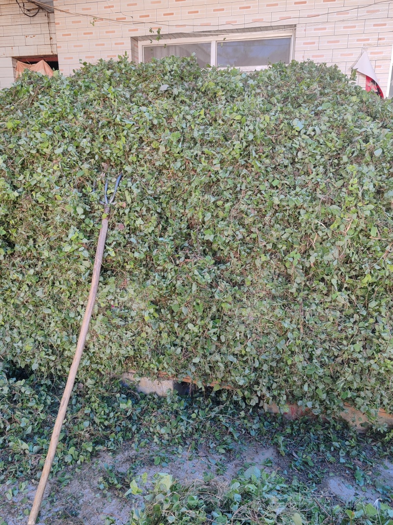 淫羊藿纯叶，高含量