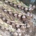 大蒜单头≥6公分，一把20头，带蒜苗