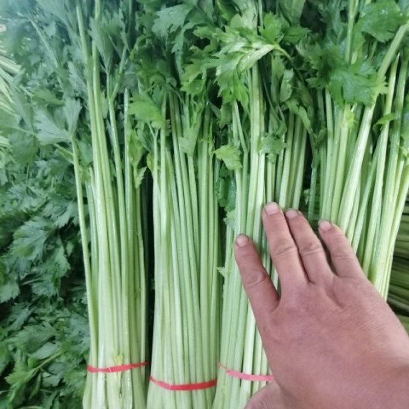 香芹带叶带根整把，橡皮筋捆扎