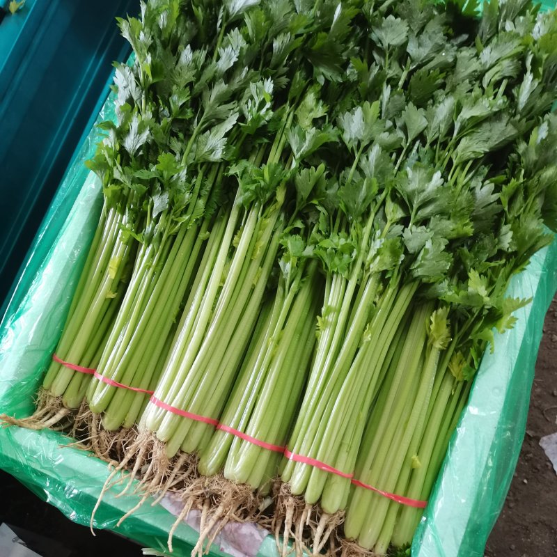 香芹带叶带根整把，橡皮筋捆扎