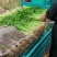 香芹带叶带根整把，橡皮筋捆扎