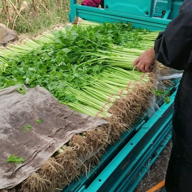 香芹带叶带根整把，橡皮筋捆扎