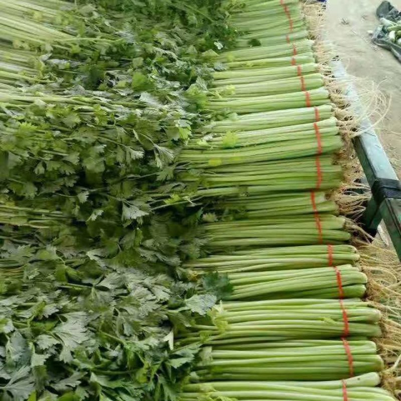 香芹带叶带根整把，橡皮筋捆扎