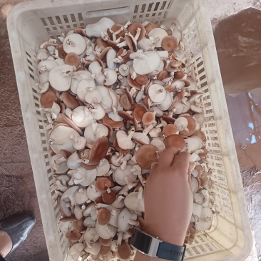 鲜香菇精品-云南高山野生培育小香菌