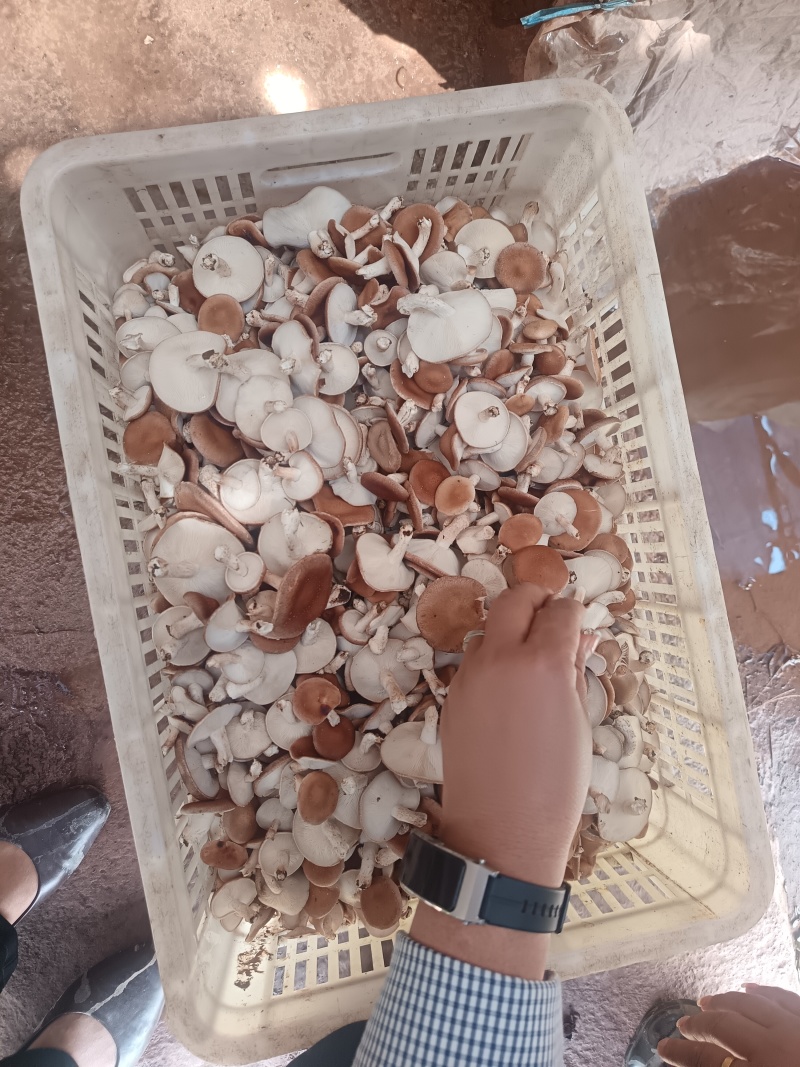 鲜香菇精品-云南高山野生培育小香菌