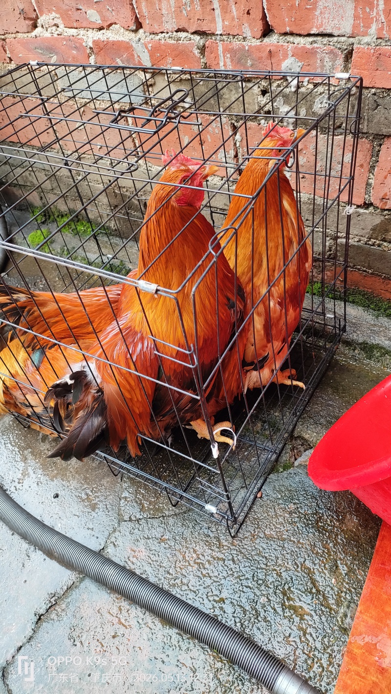 活鸡散养土鸡，5-6斤左右重