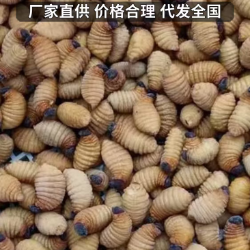 竹虫鲜活/熟冻