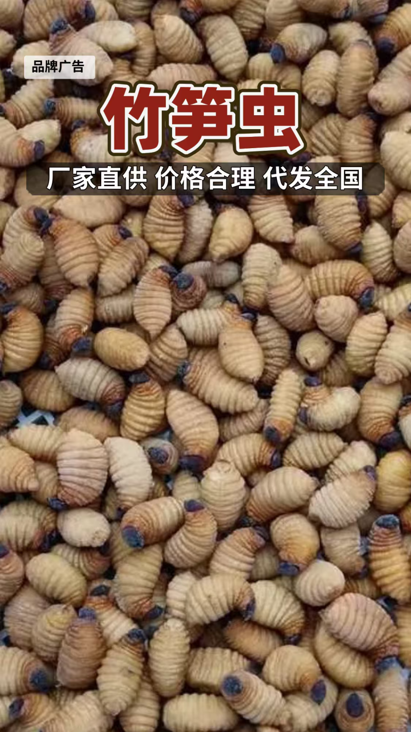 竹虫鲜活/熟冻