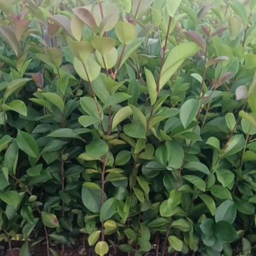 油茶苗杯苗30-60公分
