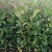 油茶苗杯苗30-60公分