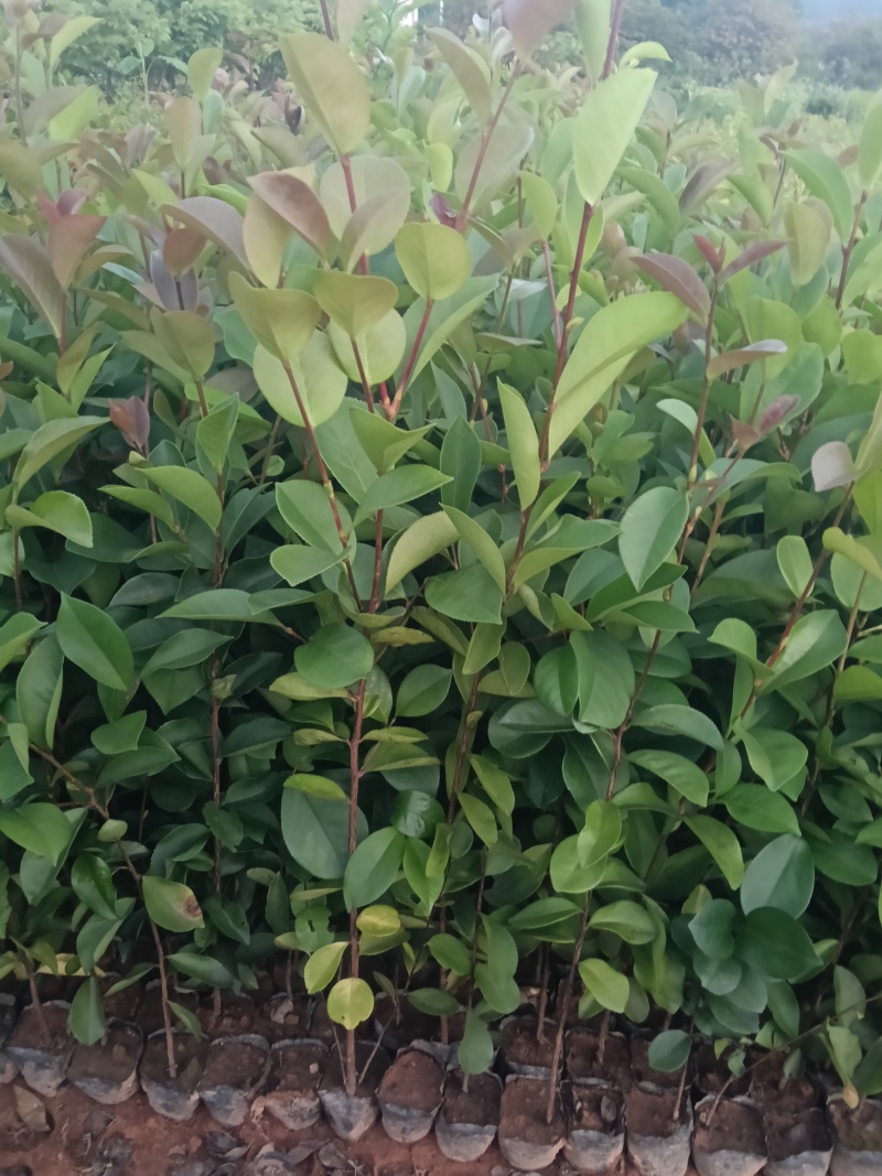 油茶苗杯苗30-60公分
