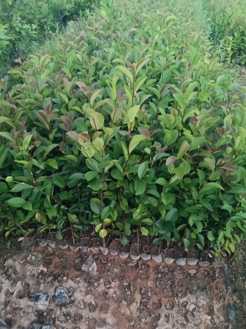油茶苗杯苗30-60公分