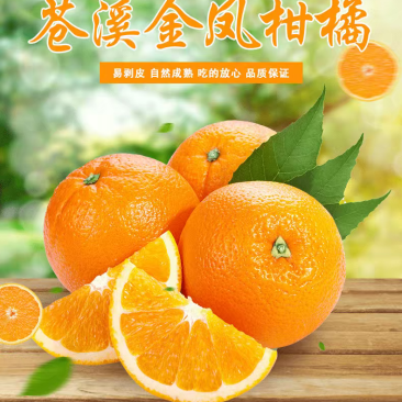 柑桔半斤以上大果