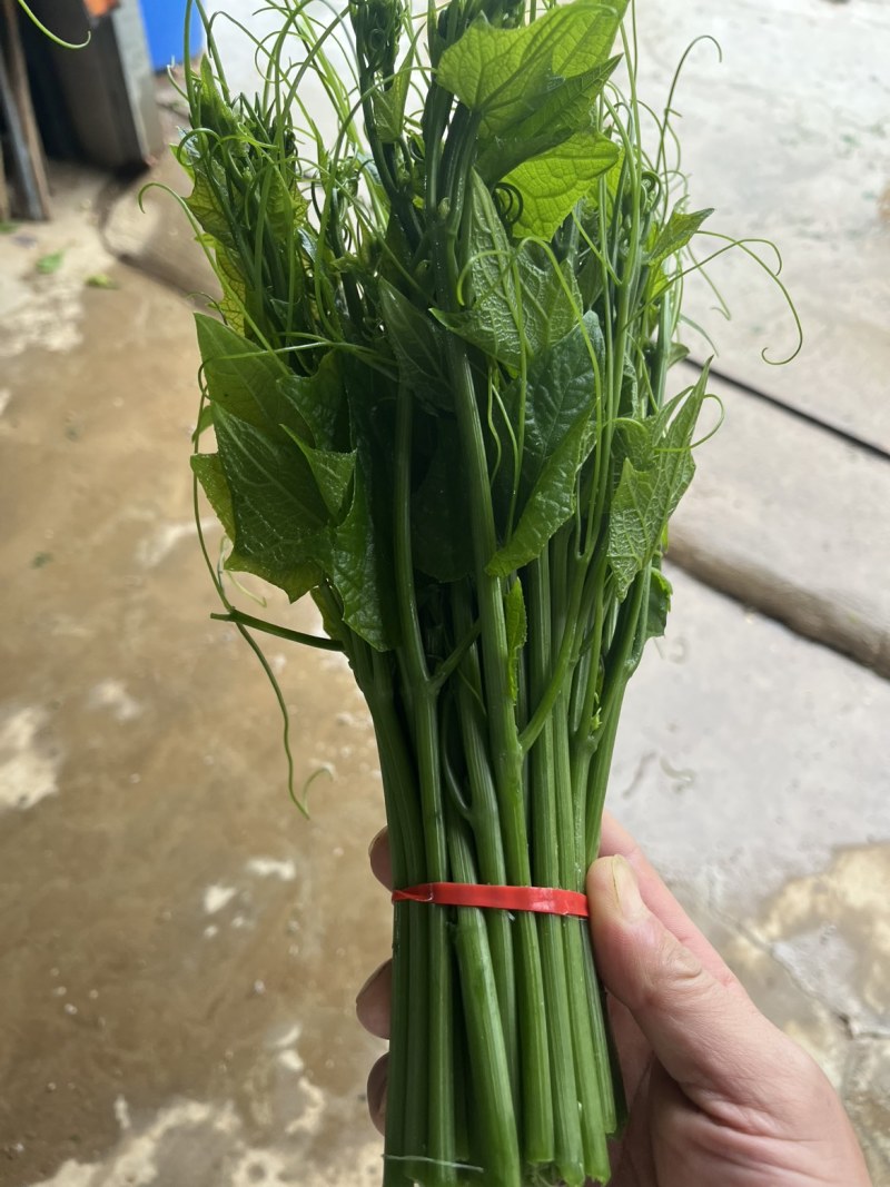 龙须菜日产1500斤左右，西安市区内可送货