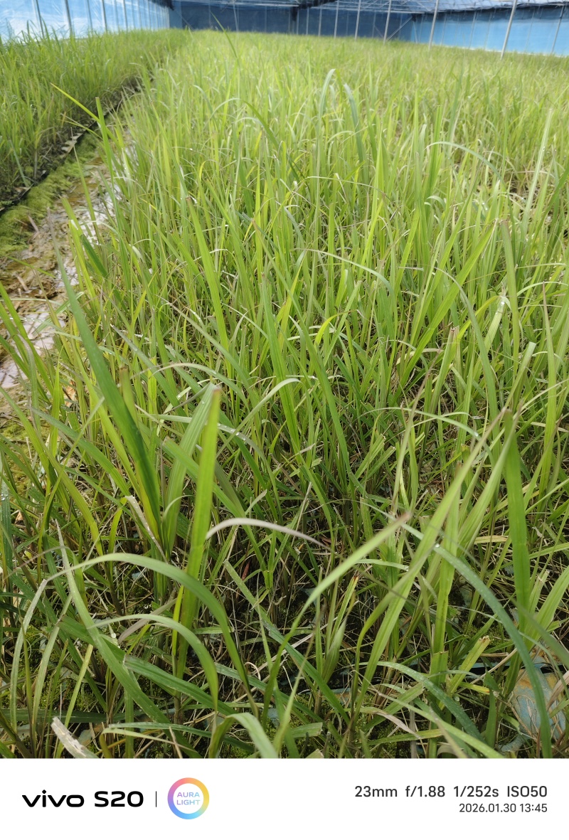 青皮苗