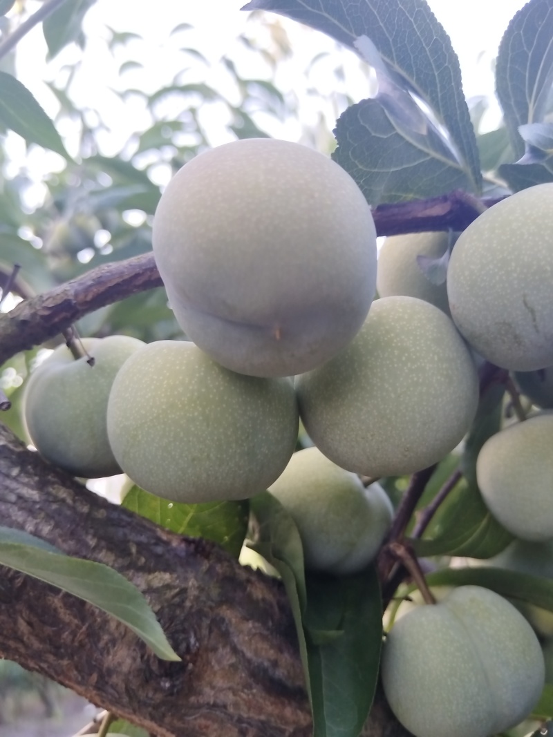 半边红李子5钱起，多数8-9钱，也有6-7钱的