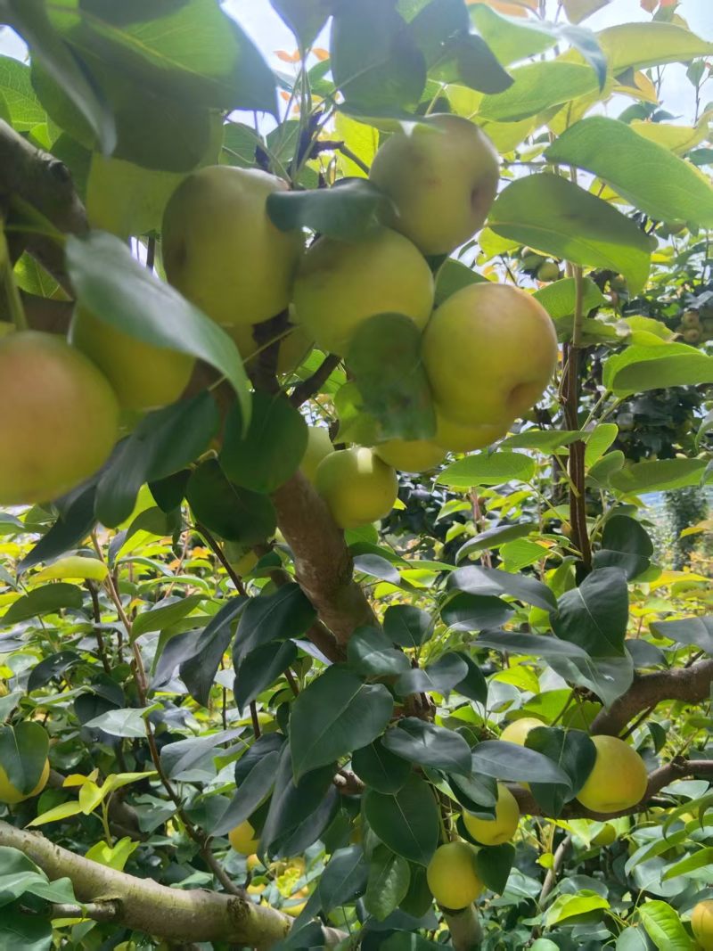 丁香梨