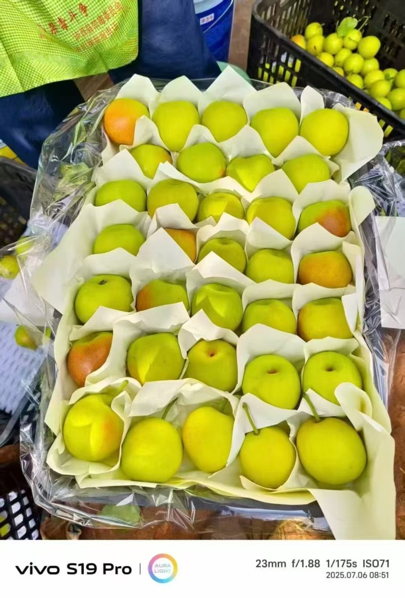 丁香梨
