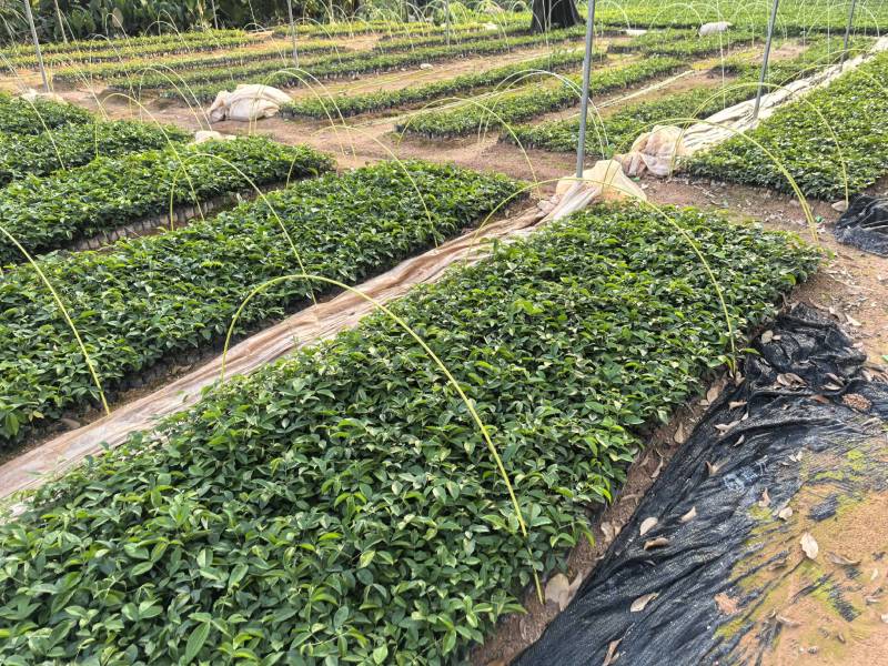 牛大力种苗苗高10公分起