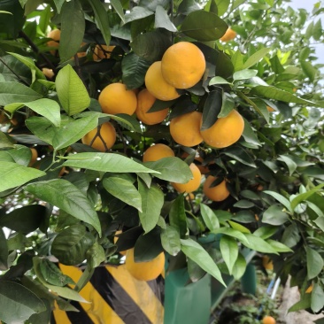 夏橙60起步通货，挂树鲜果，现定现采