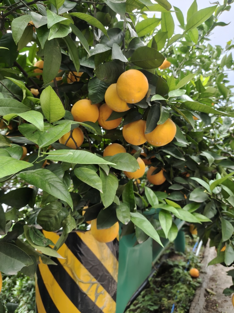 夏橙60起步通货，挂树鲜果，现定现采