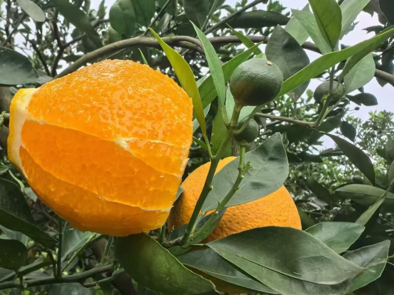 夏橙60起步通货，挂树鲜果，现定现采