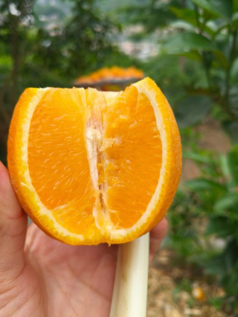 夏橙60起步通货，挂树鲜果，现定现采