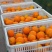 夏橙60起步通货，挂树鲜果，现定现采